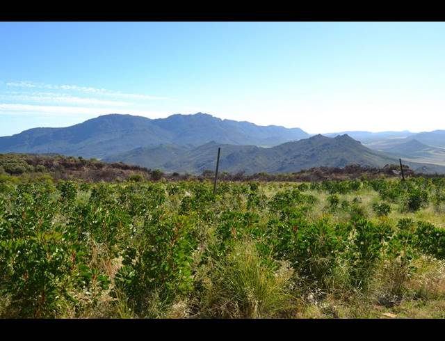 FARM FOR SALE IN PIKETBERG RURAL